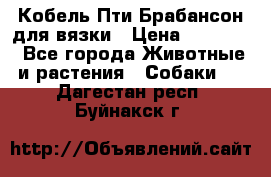 Кобель Пти Брабансон для вязки › Цена ­ 30 000 - Все города Животные и растения » Собаки   . Дагестан респ.,Буйнакск г.